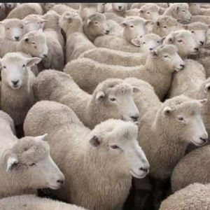 Meet your Posher, Linny